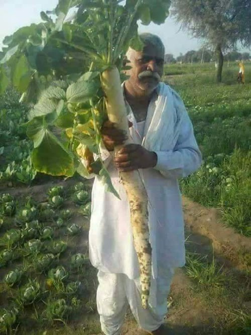 image not found